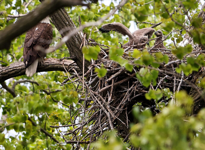 Bald Eagle babies look like they can survive in the Windy City